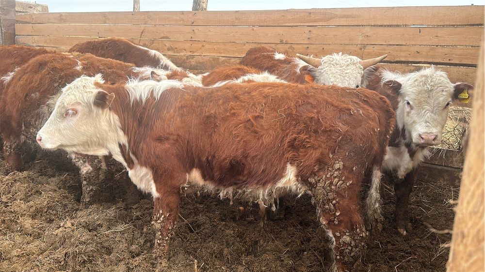 Откормде тұрған бұқалар сатылады