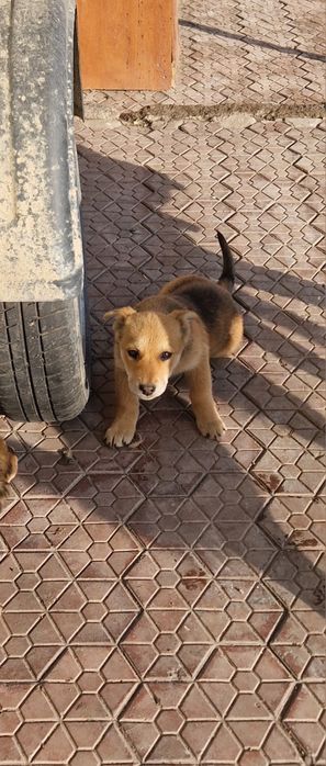 Отдам Щенков бесплатно