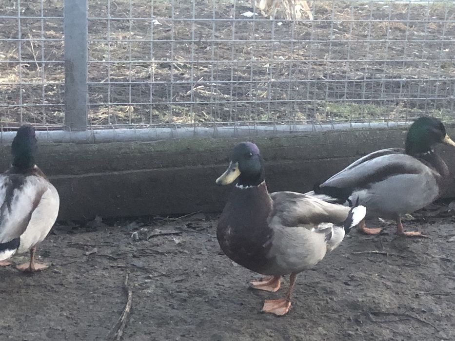 Ratoi salbatici tineret