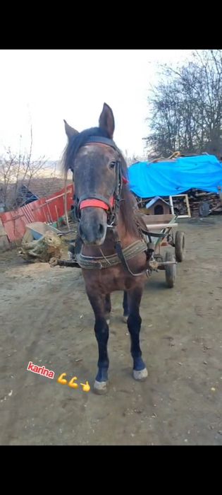 Mnza de vânzare cuminte