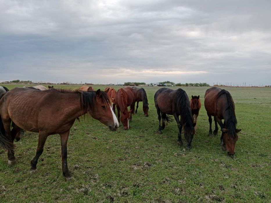 Жылқы Үйір табун бие айғыр