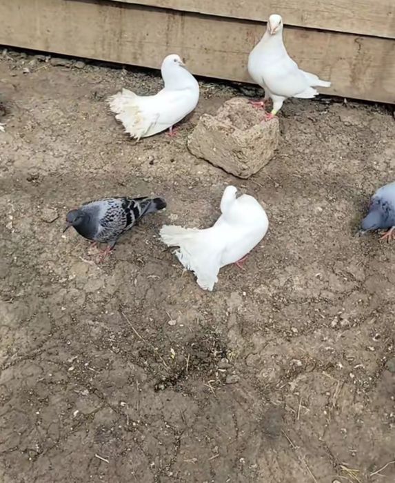 Vând porumbei de ornament și voiajori