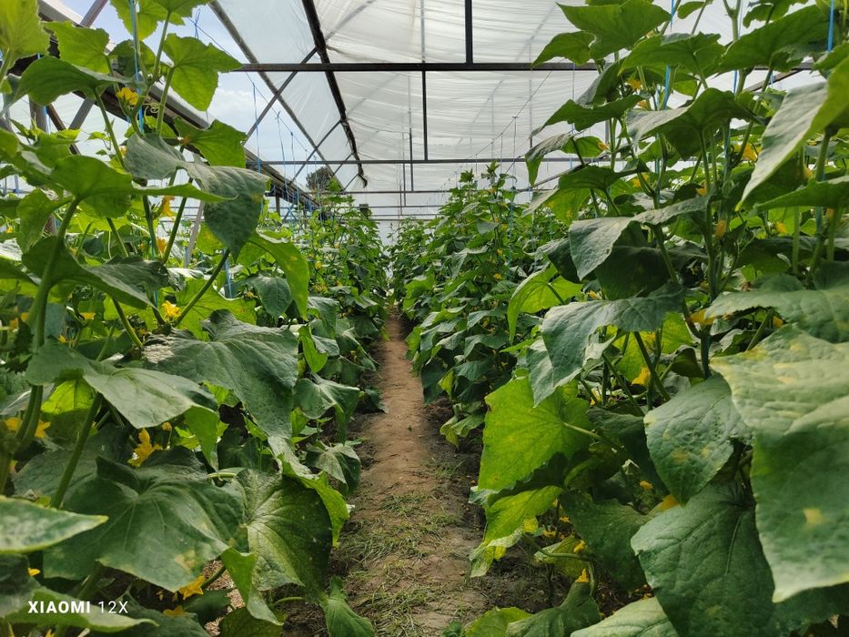 BIOGUMUS sotiladi 50 tonna bor