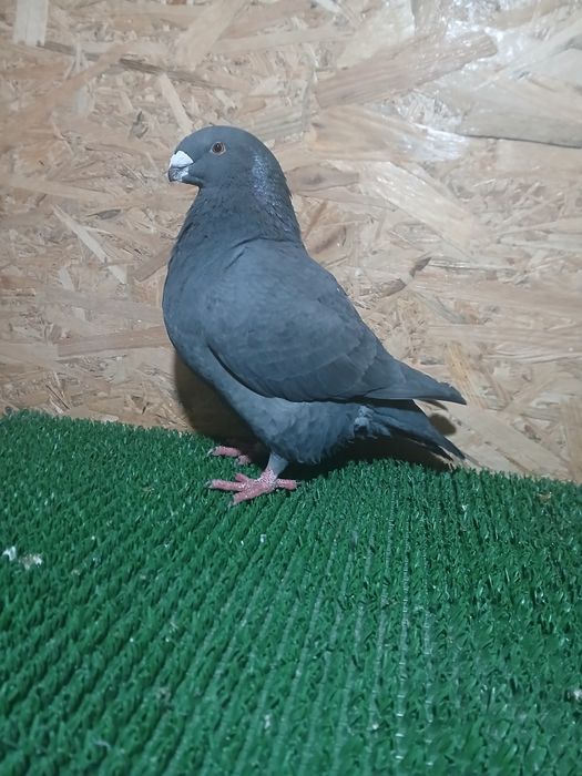 Vând americani geant homer