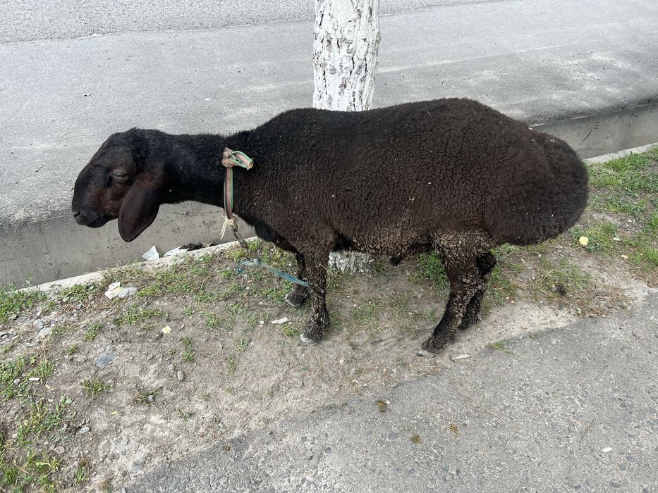 Quylar sog’lom qulog’i butun