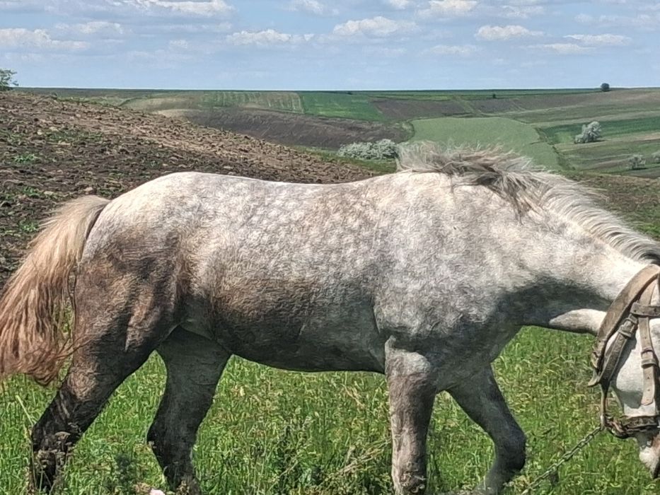 Mânză de vânzare de un an și 10 luni