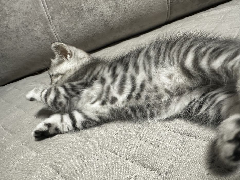 Красивый котенок