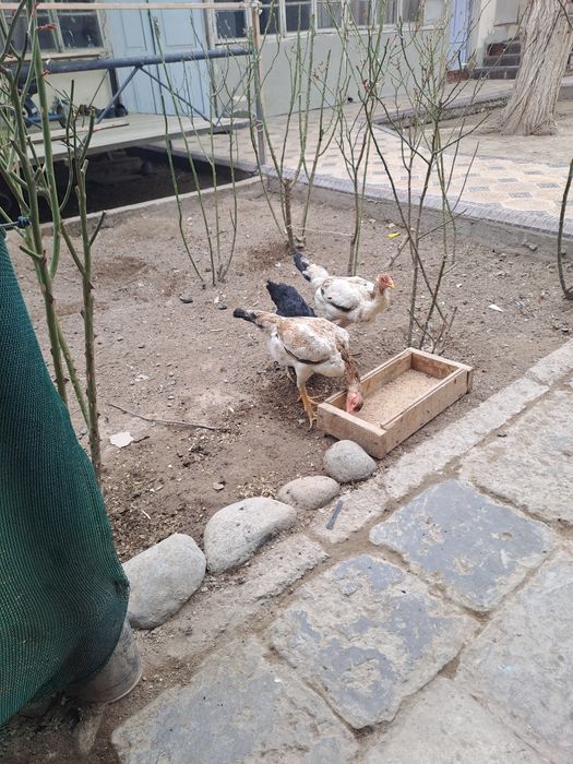 Soglom makiyanlar  300mingdan