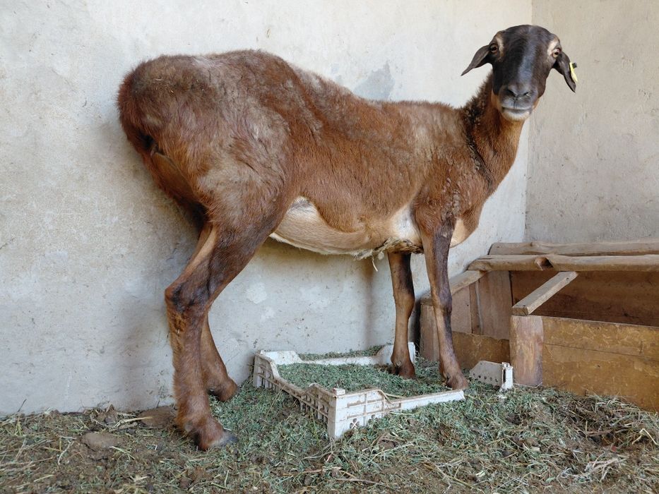 Семиз кой сатылады