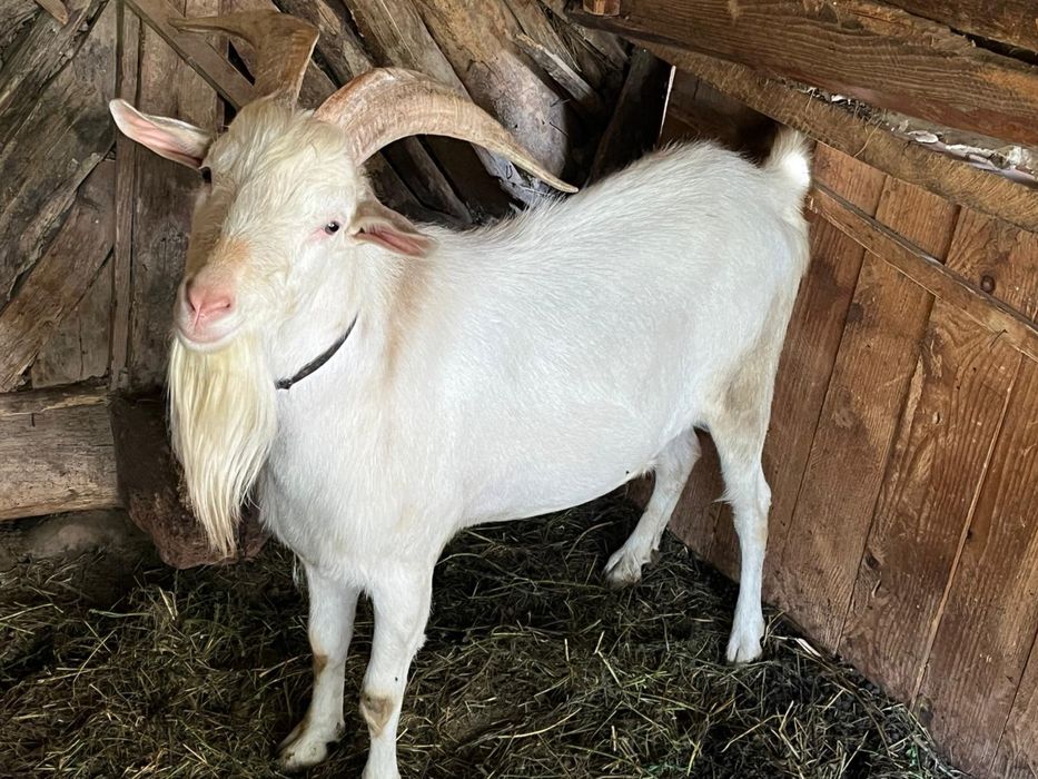 Țap de rasă Sannen tânăr 1 an
