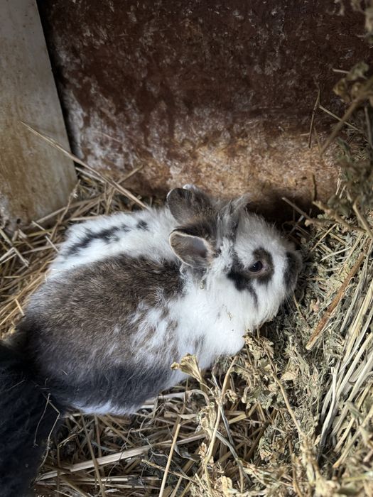 Cap de leu  iepurasi