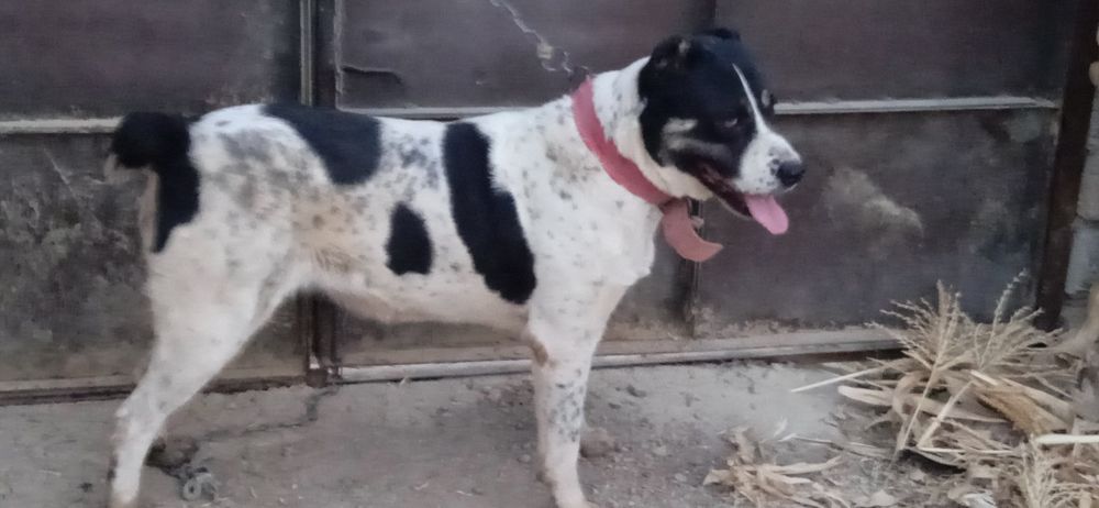 Alabay kuchuk sotiladi qiz