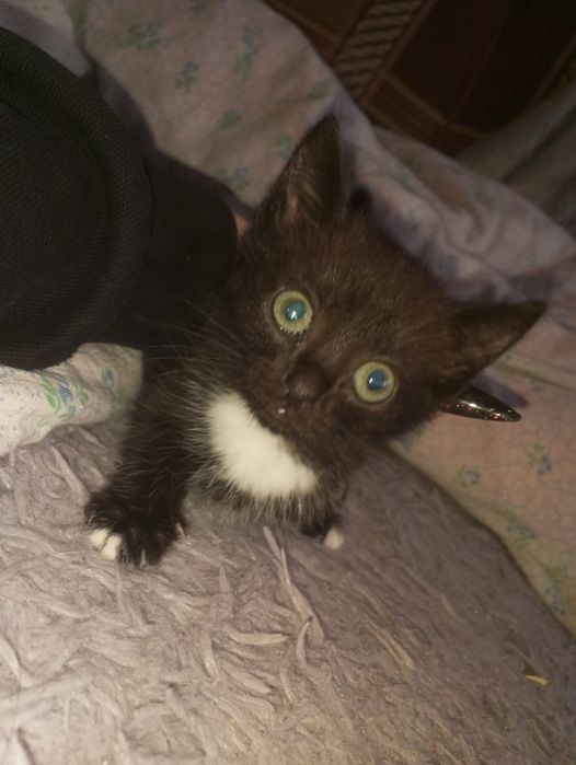 Отдам даром  котенка