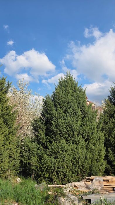 Молодые пушистые ёлки