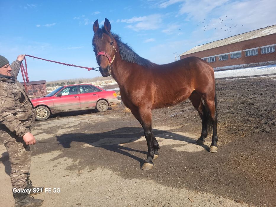 Продаетца американский рысак