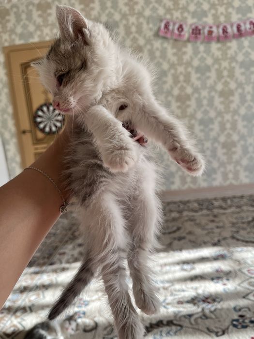 Котята ищут добрых хозяев