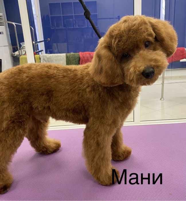 Стрижка (Груминг) собак и кошек