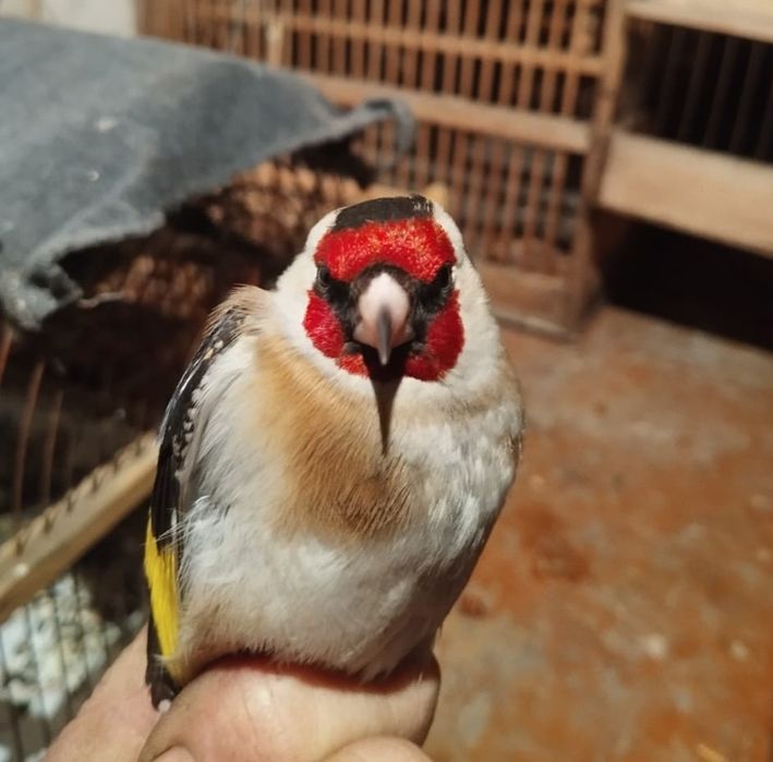 Продам щеглов чёрных