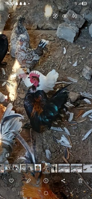 Vand pitici 50 de lei bucata