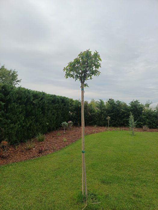 Catalpa Nana Globulara