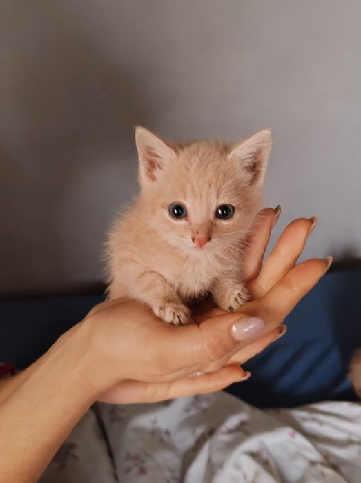 Отдам котят в добрые руки