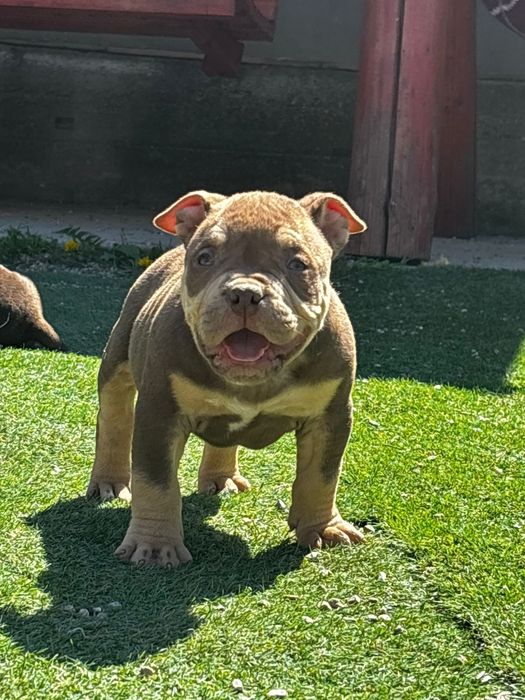 American bully pocket