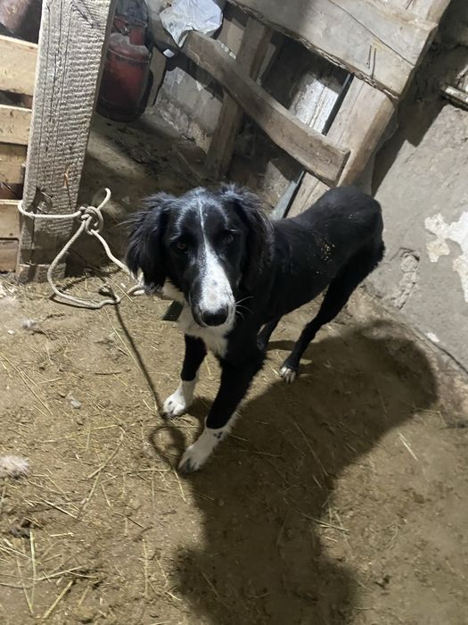 Тазы ит сатылады