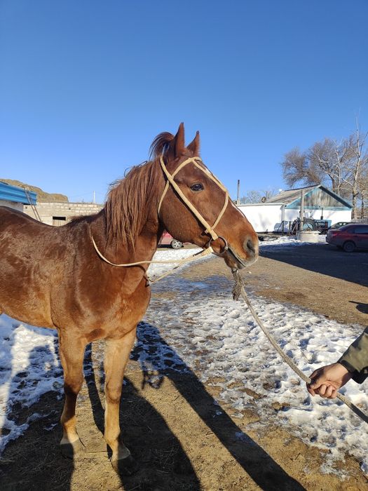 Уздечка, жүген 12 таспа