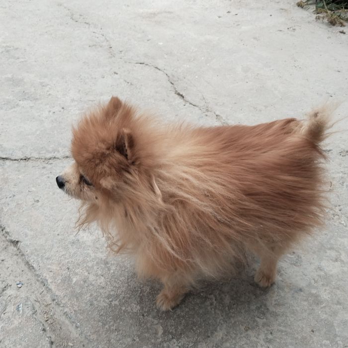 Пропала собака! Рыжий шпиц