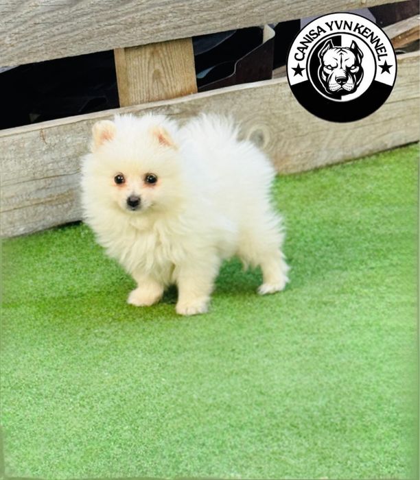 Mascul pomeranian miny cu pedegree
