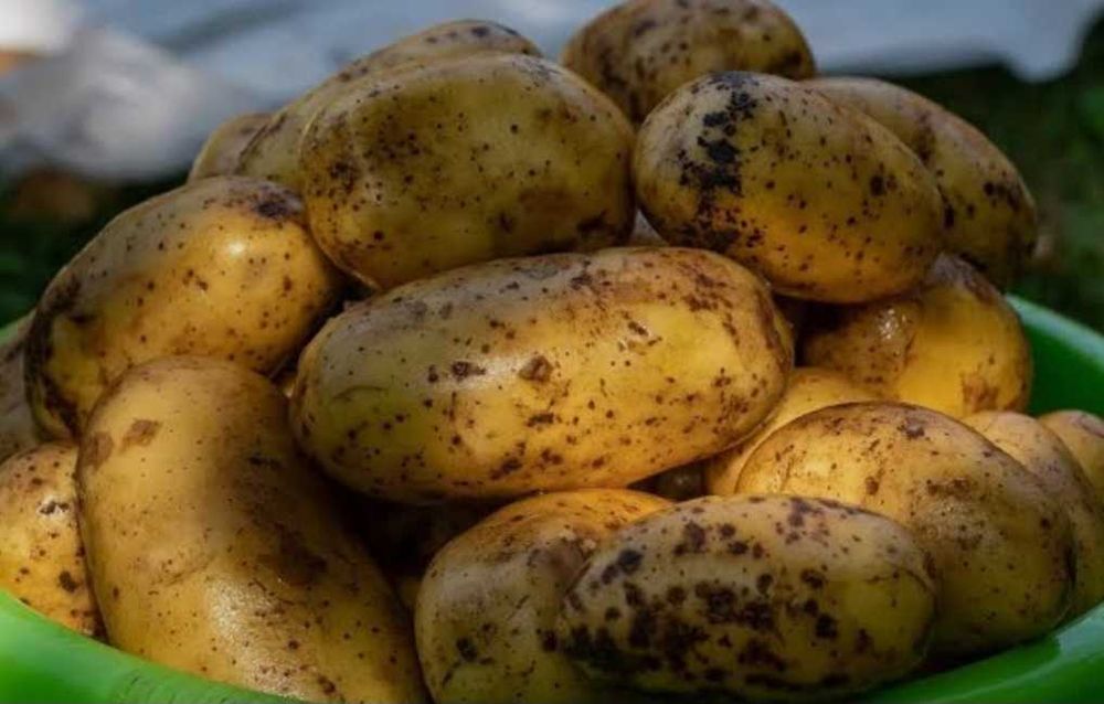 Продажа картофеля в Риддере