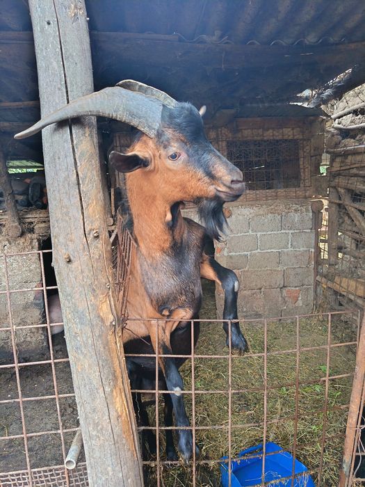 Vând țap alpin francez
