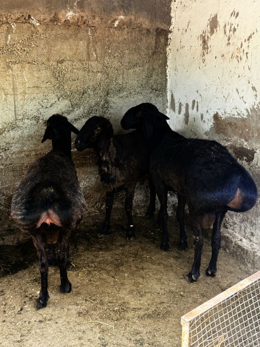 Қошқар гиссар кошкар