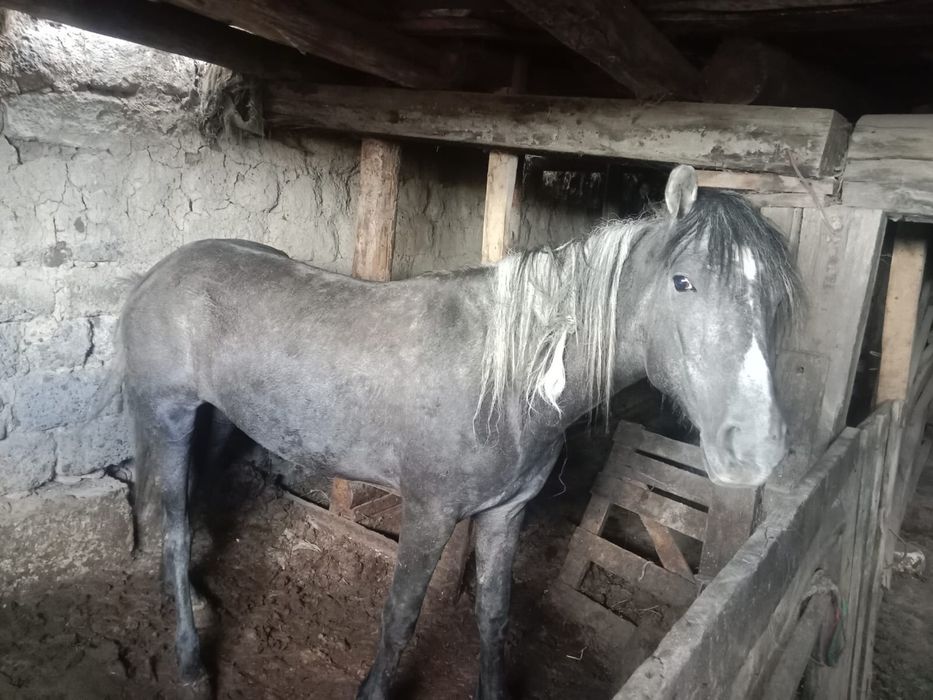 БАЙТАЛ продается/сатылады