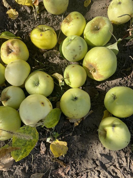 Продам дачу сад южный