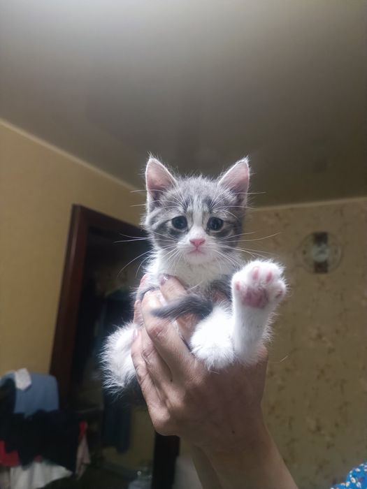 Котята, ласковые, игривые