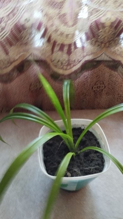 Пандан или винтовая пальма