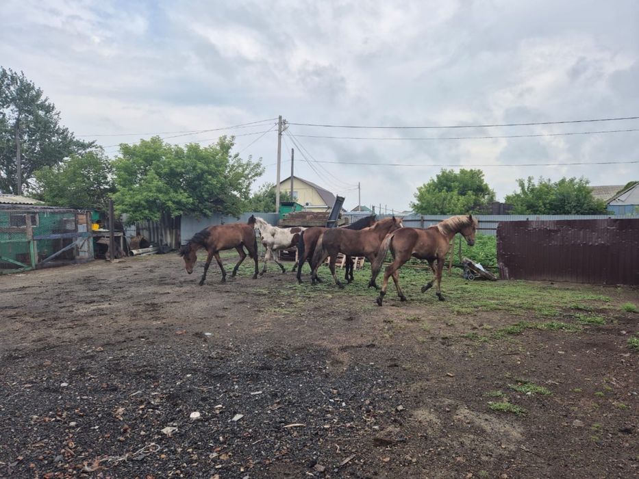 Продам оптом тайчиков
