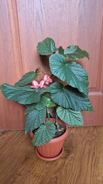 Цветы  комнатные