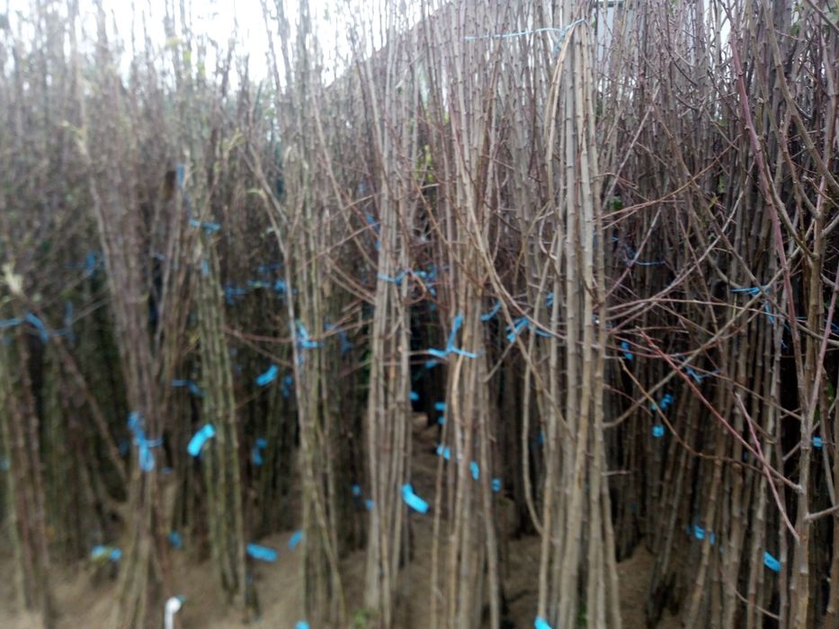 Pomi fructiferi  diverse soiuri