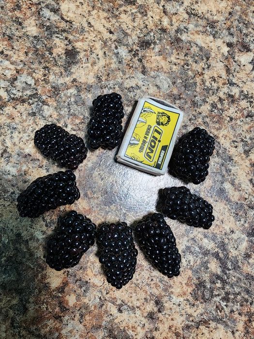 Рассада Ежемалина