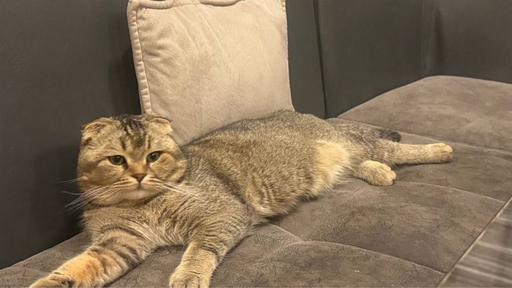 Тикированный SCOTTISH FOLD кот продам