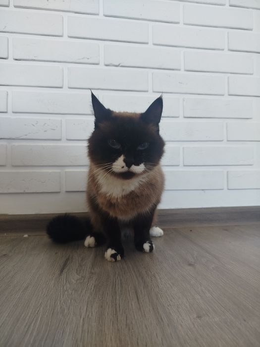 Отдам кота в добрые руки