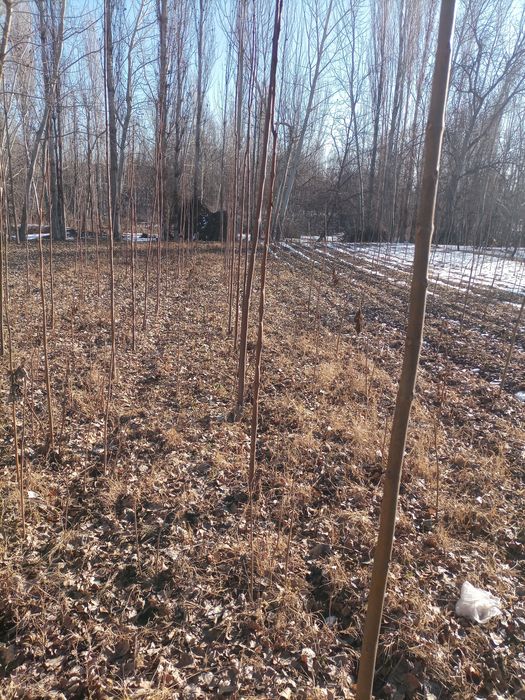 Повлония кучат сотилади