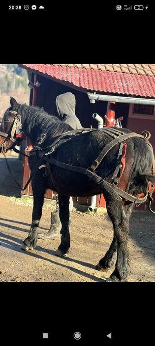 Vând iapa. De 5 ani