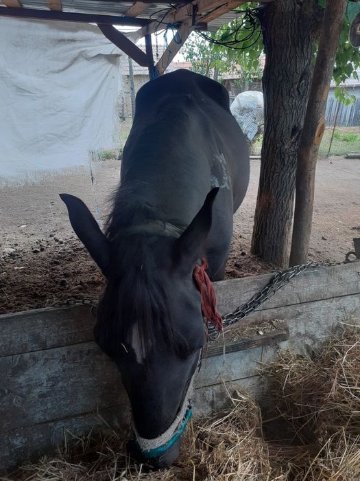 Vând armăsar cuminte