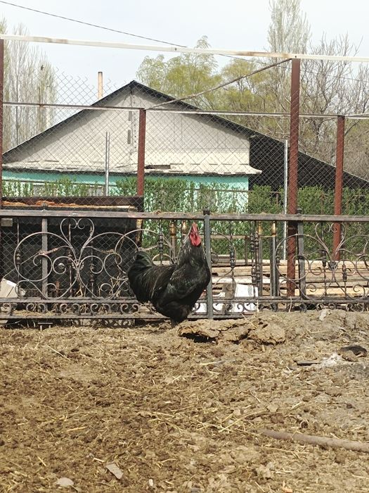 Продам курей Джерсии́ский Гигант