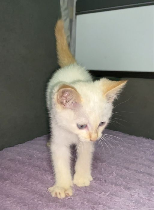 Котенок в добрые руки