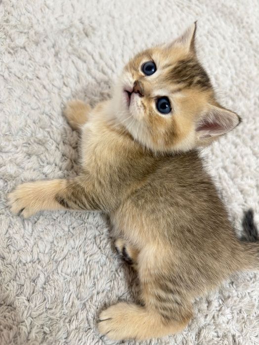 Продаются породистые котята короткошерстные британцы