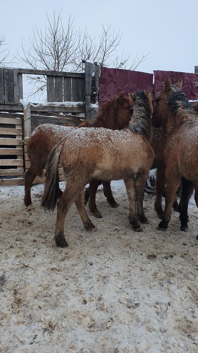 Жабағы Еркек сатылады.